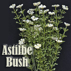 Astilbe Bush - Cream - 10-1/2"